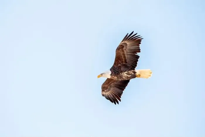 Framed Print : Bald eagle soaring in the clear blue sky on a winter day in Iowa, with copy space for text Framed Print : Bald eagle soaring in the clear blue sky on a winter day in Iowa, with copy space for text