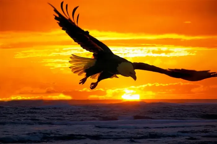 Framed Print : Bald Eagle soaring over water at sunset Framed Print : Bald Eagle soaring over water at sunset