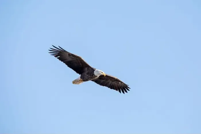 Framed Print : A bald eagle soars through the air with full wingspan, isolated against a bright blue sky on a winter day in Iowa Framed Print : A bald eagle soars through the air with full wingspan, isolated against a bright blue sky on a winter day in Iowa