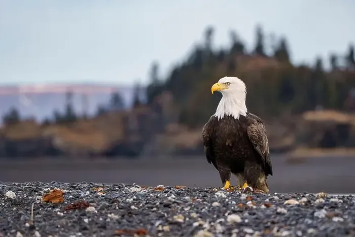 Framed Print : Bald Eagle Standing on Rocky Shoreline in Natural Habitat Framed Print : Bald Eagle Standing on Rocky Shoreline in Natural Habitat