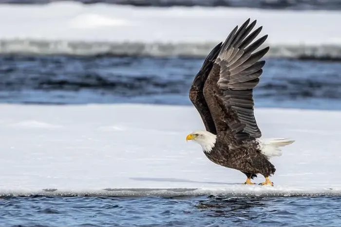 Framed Print : A bald eagle taking flight on the ice floe Framed Print : A bald eagle taking flight on the ice floe
