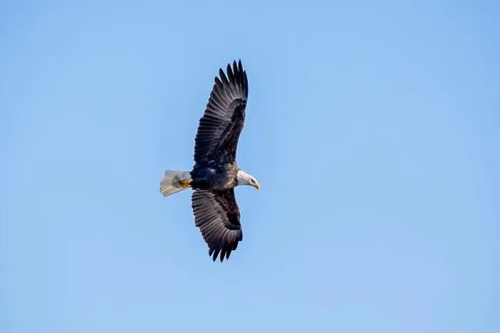 Framed Print : Bald eagle with full wingspan flies overhead isolated against a bright blue sky on a January day in Iowa Framed Print : Bald eagle with full wingspan flies overhead isolated against a bright blue sky on a January day in Iowa