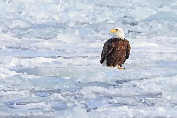 Framed Print : Two Bald eagles sitting on the ice on frozen Ontario Lake, Canada Framed Print : Two Bald eagles sitting on the ice on frozen Ontario Lake, Canada
