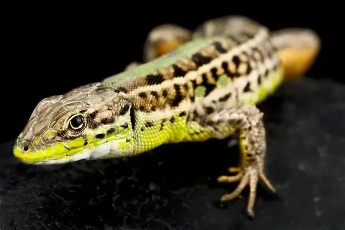 Framed Print : Balkan wall lizard (Podarcis tauricus) Framed Print : Balkan wall lizard (Podarcis tauricus)