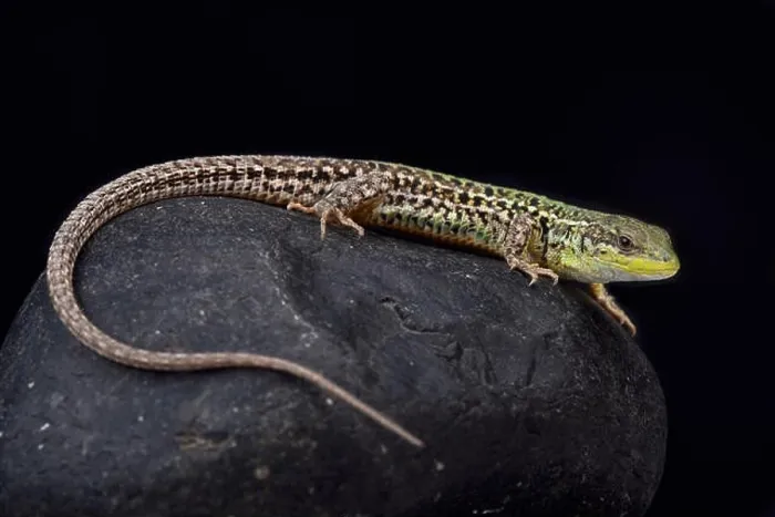 Framed Print : Balkan wall lizard, Podarcis tauricus tauricus
