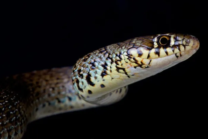 Framed Print : Balkan whip snake / Hierophis gemonensis Framed Print : Balkan whip snake / Hierophis gemonensis
