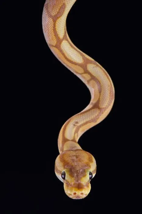 Framed Print : Ball python (Python regius) Framed Print : Ball python (Python regius)