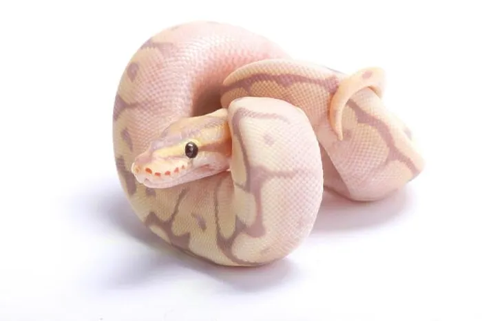 Framed Print : Ball python, Python regius Framed Print : Ball python, Python regius