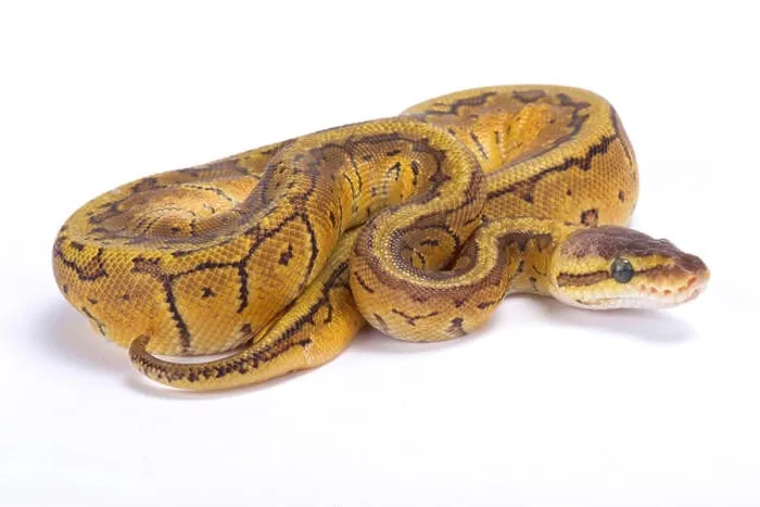 Framed Print : Ball python, Python regius Framed Print : Ball python, Python regius