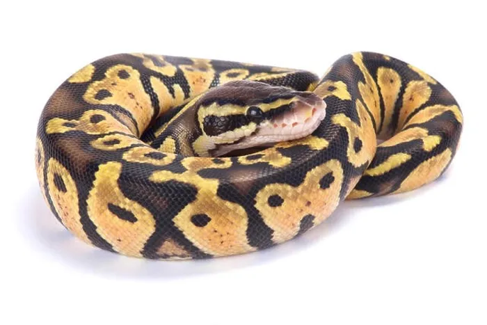 Framed Print : Ball python, Python regius Framed Print : Ball python, Python regius
