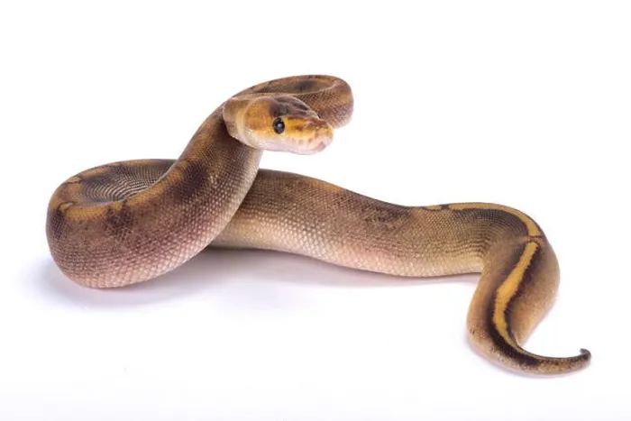 Framed Print : Ball python, Python regius Framed Print : Ball python, Python regius