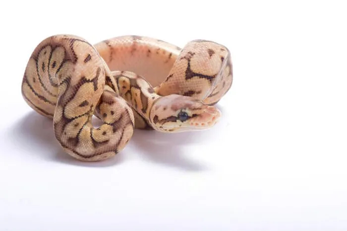 Framed Print : Ball python, Python regius Framed Print : Ball python, Python regius