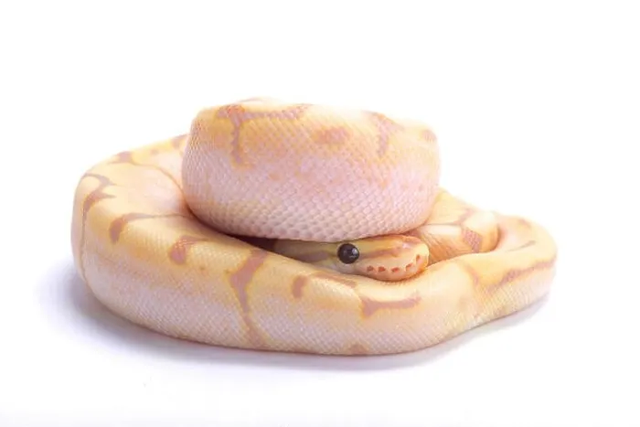 Framed Print : Ball python, Python regius Framed Print : Ball python, Python regius