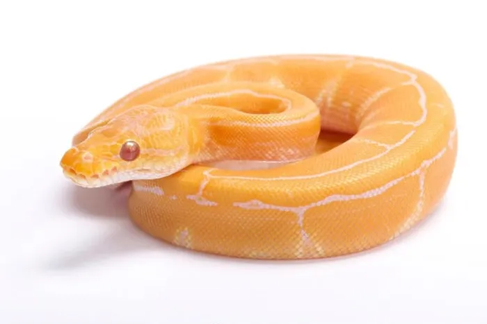 Framed Print : Ball python, Python regius, albino pinstripe Framed Print : Ball python, Python regius, albino pinstripe