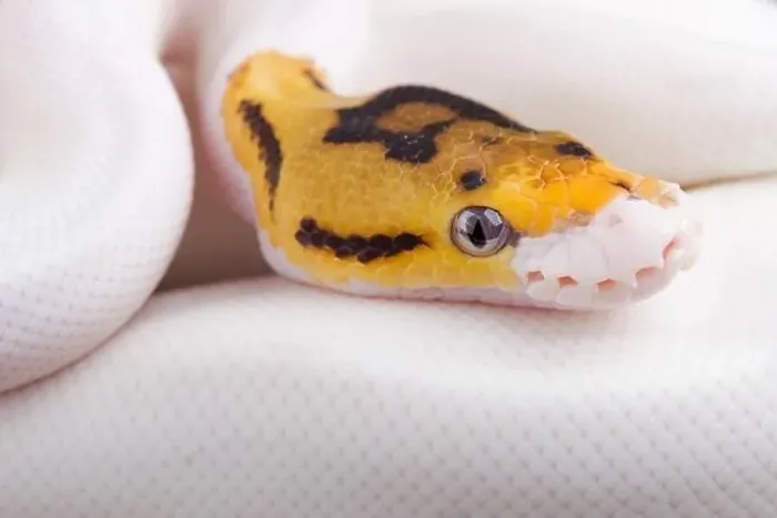 Framed Print : Ball python (Python regius) piebald Framed Print : Ball python (Python regius) piebald