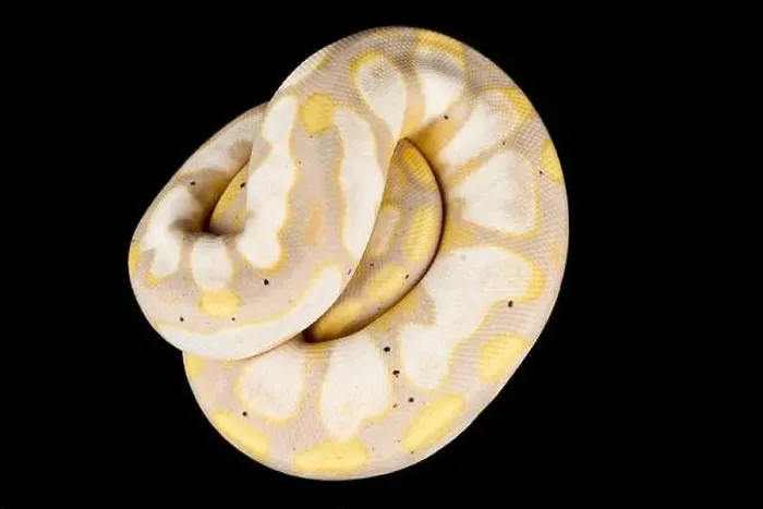 Framed Print : The Ball python (Python regius) is one of the most popular pet snake species in the world Framed Print : The Ball python (Python regius) is one of the most popular pet snake species in the world