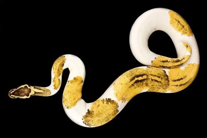 Framed Print : The Ball python (Python regius) is one of the most popular pet snake species in the world Framed Print : The Ball python (Python regius) is one of the most popular pet snake species in the world