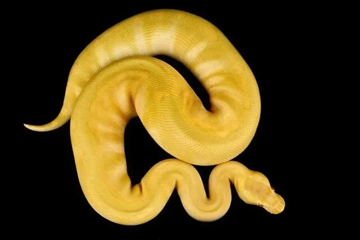 Framed Print : The Ball python (Python regius) is one of the most popular pet snake species in the world Framed Print : The Ball python (Python regius) is one of the most popular pet snake species in the world