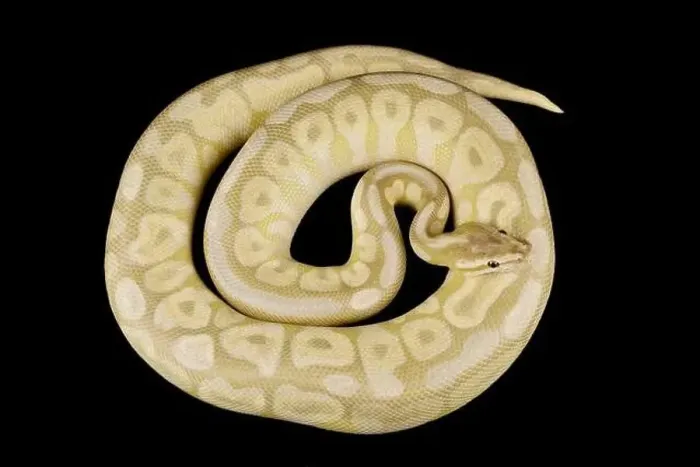 Framed Print : The Ball python (Python regius) is one of the most popular pet snake species in the world Framed Print : The Ball python (Python regius) is one of the most popular pet snake species in the world