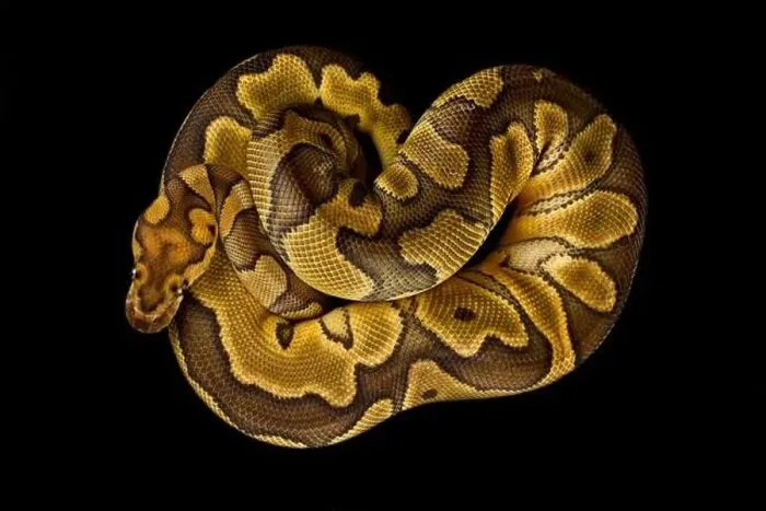 Framed Print : The Ball python (Python regius) is one of the most popular pet snake species in the world Framed Print : The Ball python (Python regius) is one of the most popular pet snake species in the world