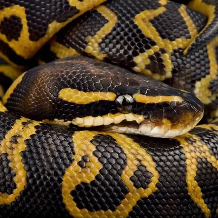 Framed Print : The Ball python (Python regius) is the most popular pet snake in the world Framed Print : The Ball python (Python regius) is the most popular pet snake in the world