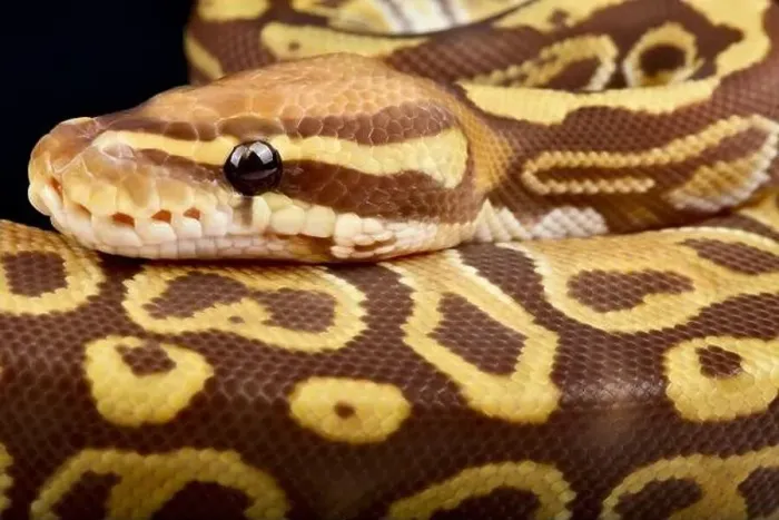 Framed Print : The Ball python (Python regius) is the most popular pet snake in the world Framed Print : The Ball python (Python regius) is the most popular pet snake in the world