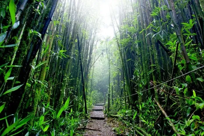 Framed Print : Bamboo Forest on Green Mountain, Ascension Island Framed Print : Bamboo Forest on Green Mountain, Ascension Island