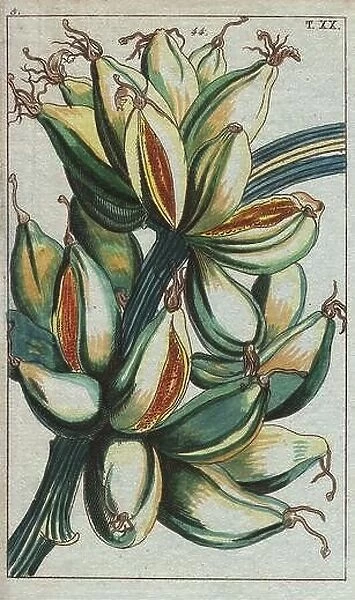 Banana fruit growing upright on the branch... Musa sapientum.. Handcolored copperplate engraving from G. T