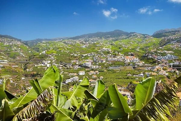 Banana plants cultivation - Camara de Lobos, Madeira Island, Portugal