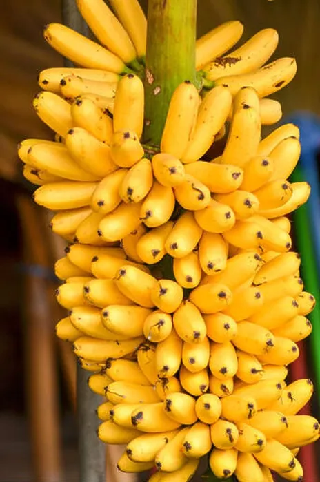 Framed Print : Banana tree with a bunch of ripe yellow bananas Framed Print : Banana tree with a bunch of ripe yellow bananas
