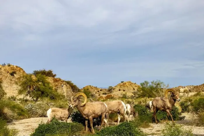 Framed Print : Band of desert bighorn sheep in the Santa Rosa Mountains in the Coachella Valley, California, USA Framed Print : Band of desert bighorn sheep in the Santa Rosa Mountains in the Coachella Valley, California, USA