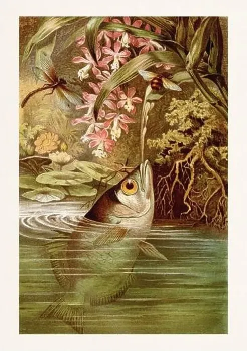 Framed Print : Banded Archerfish. Fish painting. Antique book illustration by Brehm, Alfred Edmund, 1829-1884 Framed Print : Banded Archerfish. Fish painting. Antique book illustration by Brehm, Alfred Edmund, 1829-1884