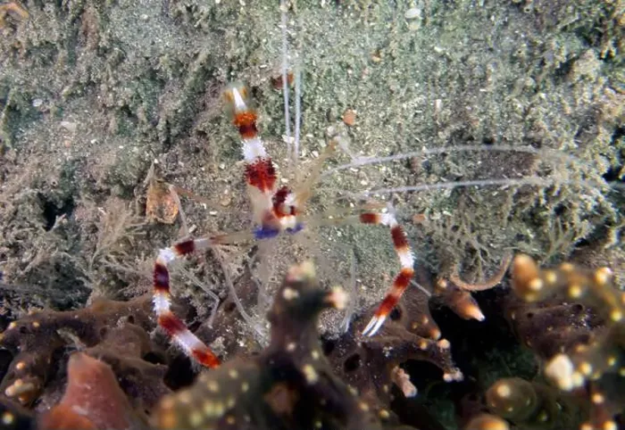 Framed Print : A Banded Boxer Shrimp (Stenopus hispidus) in Florida, USA Framed Print : A Banded Boxer Shrimp (Stenopus hispidus) in Florida, USA