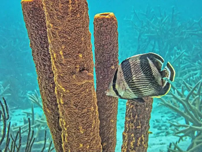 Framed Print : banded butterflyfish, Chaetodon striatus is a species of marine ray-finned fish, a butterflyfish Framed Print : banded butterflyfish, Chaetodon striatus is a species of marine ray-finned fish, a butterflyfish