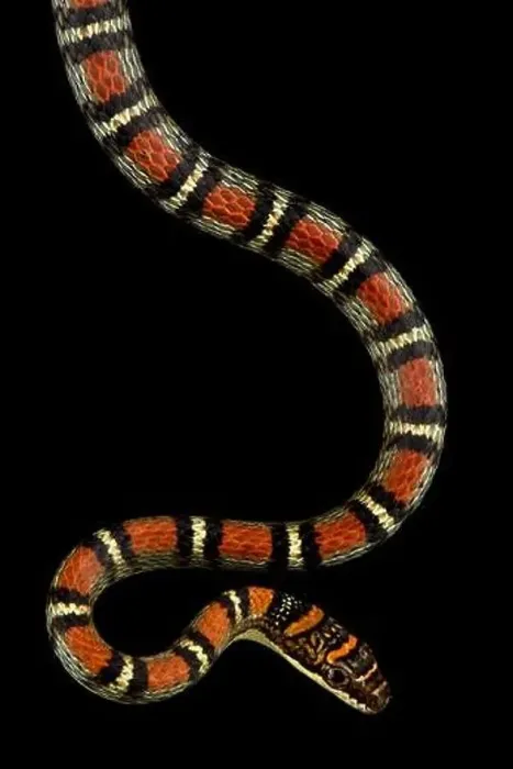 Framed Print : Banded Flying Snake (Chrysopelea pelias)