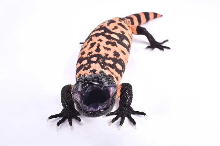 Framed Print : Banded gila monster, Heloderma suspectum cinctum Framed Print : Banded gila monster, Heloderma suspectum cinctum