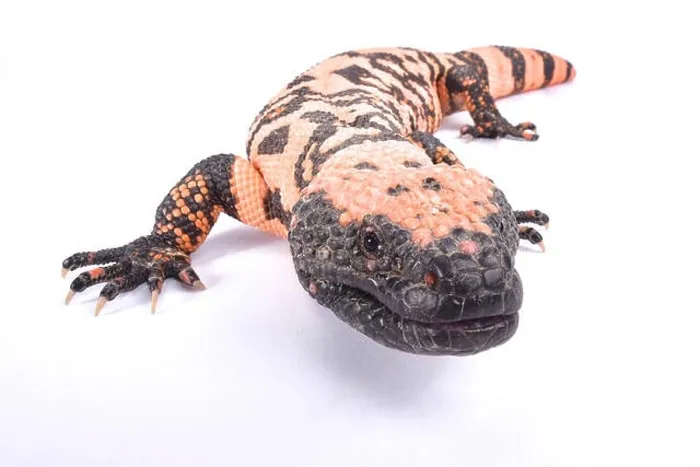 Framed Print : Banded gila monster, Heloderma suspectum cinctum Framed Print : Banded gila monster, Heloderma suspectum cinctum