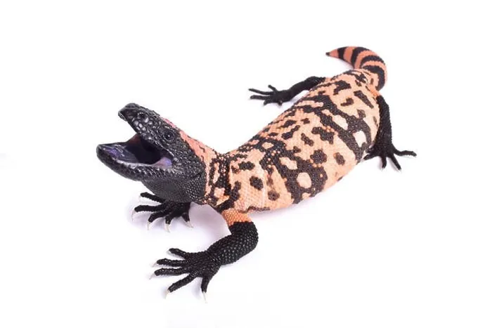 Framed Print : Banded gila monster, Heloderma suspectum cinctum Framed Print : Banded gila monster, Heloderma suspectum cinctum