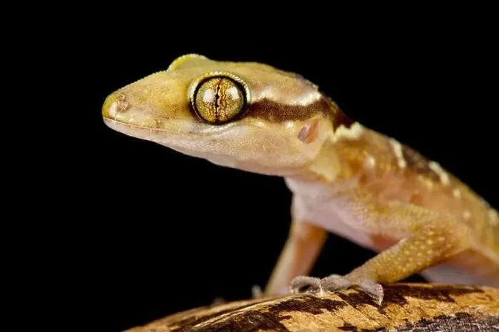 Framed Print : Banded leaf-toed gecko (Hemidactylus fasciatus) Framed Print : Banded leaf-toed gecko (Hemidactylus fasciatus)