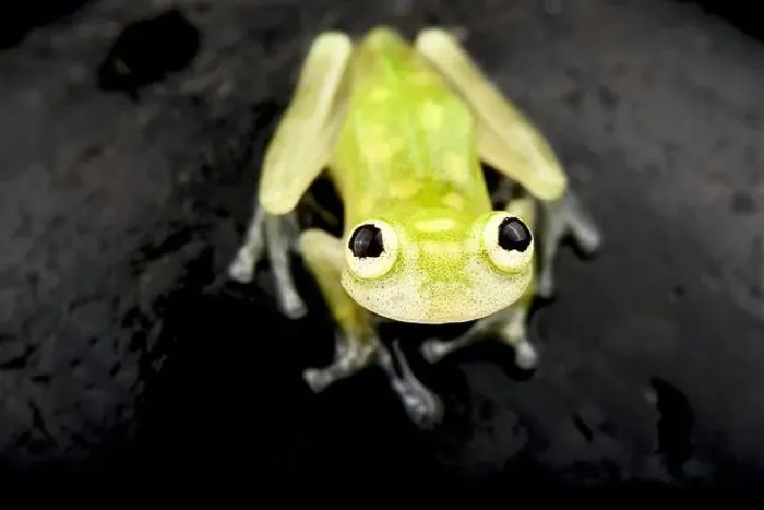 Framed Print : Banded-limb glass frog (Hyalinobetrachium cappelei) Framed Print : Banded-limb glass frog (Hyalinobetrachium cappelei)