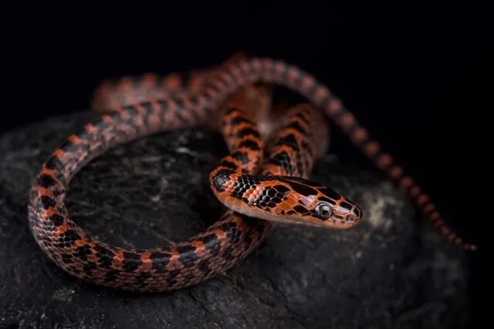 Framed Print : The Banded red snake (Lycodon rufozonatum ) is found across a large part of East Asia Framed Print : The Banded red snake (Lycodon rufozonatum ) is found across a large part of East Asia