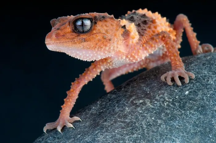 Framed Print : Banded rough knobtail gecko / Nephrurus wheeleri Framed Print : Banded rough knobtail gecko / Nephrurus wheeleri