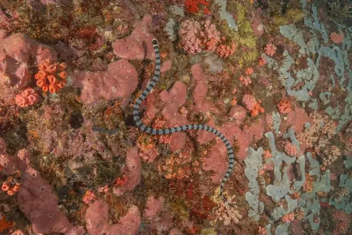 Framed Print : Banded Sea Krait Laticauda colubrina in the Sea of the Philippines