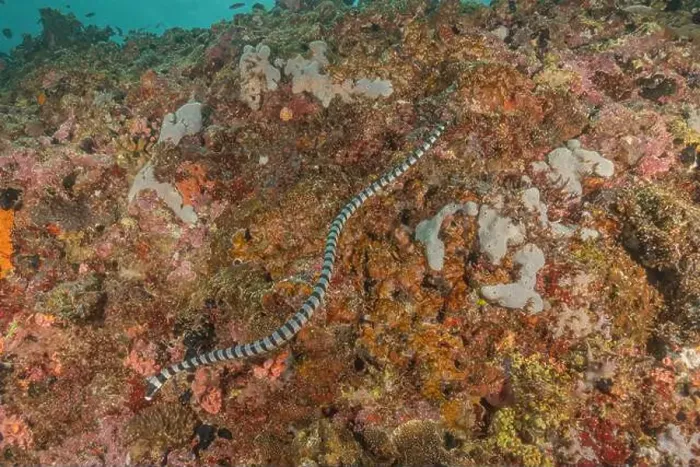 Framed Print : Banded Sea Krait Laticauda colubrina in the Sea of the Philippines