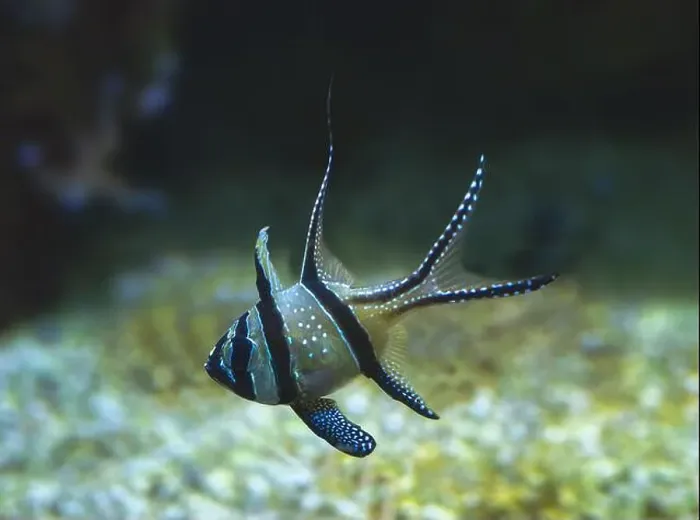 Framed Print : Banggai Cardinalfish Pterapogon kauderni adult Framed Print : Banggai Cardinalfish Pterapogon kauderni adult