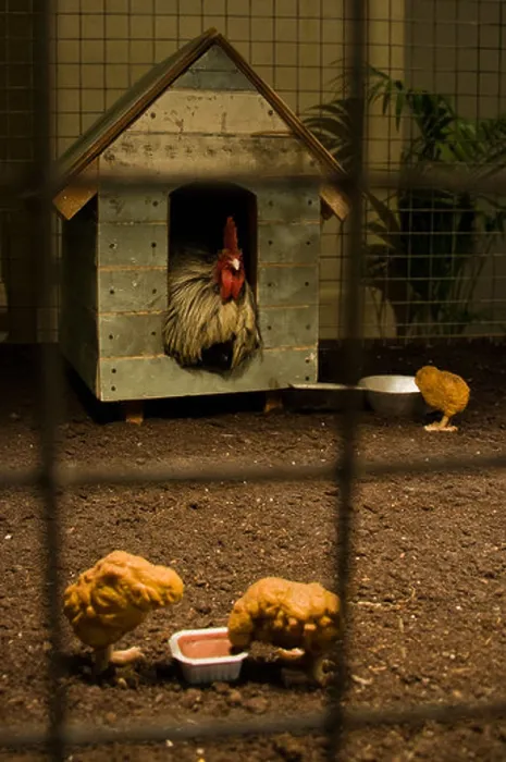 Framed Print : Banksy installation of a hen in a coop and 3 chicken nuggets dipping into pots Framed Print : Banksy installation of a hen in a coop and 3 chicken nuggets dipping into pots