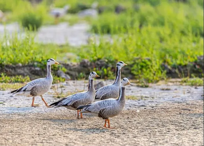 Framed Print : Four Bar Headed Goose strolling in field Framed Print : Four Bar Headed Goose strolling in field