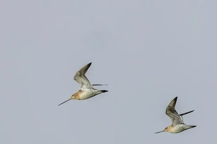 Framed Print : The Bar-Tailed Godwit feeds on worms and crustaceans. Photographed in Bull Island, Dublin, a key habitat Framed Print : The Bar-Tailed Godwit feeds on worms and crustaceans. Photographed in Bull Island, Dublin, a key habitat