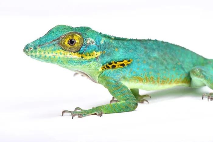 Framed Print : Baracoae giant anole (Anolis baracoae), Cuba Framed Print : Baracoae giant anole (Anolis baracoae), Cuba