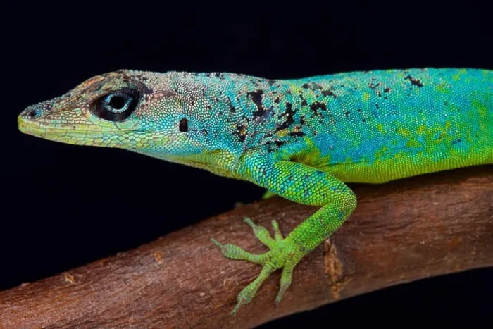 Framed Print : Barbados Anole (Anolis extremes) Framed Print : Barbados Anole (Anolis extremes)
